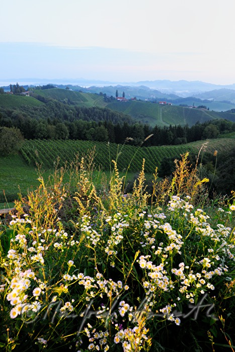 Blick über die Weinberge nach Osten