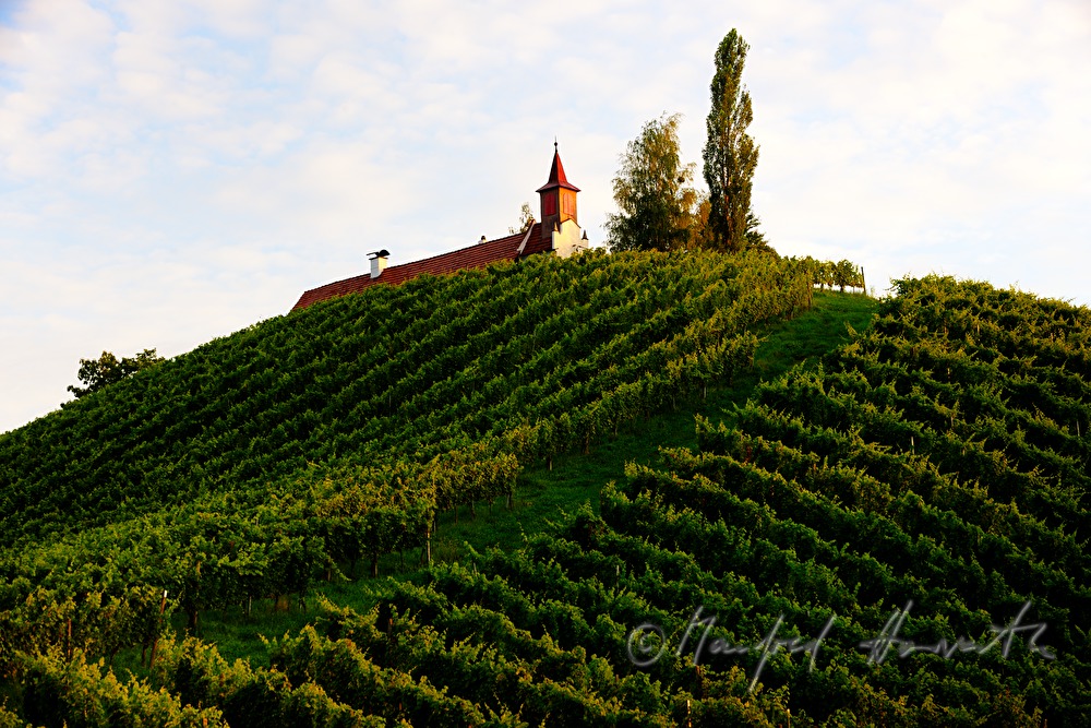 Weinberge und Birken beim Weingut Eory