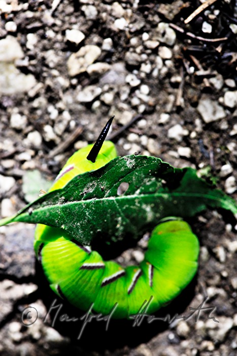 Ligusterschwärmer-Raupe am Waldboden