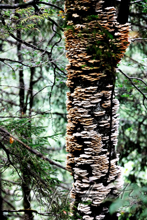 Baumschwamm auf einem alten Baum