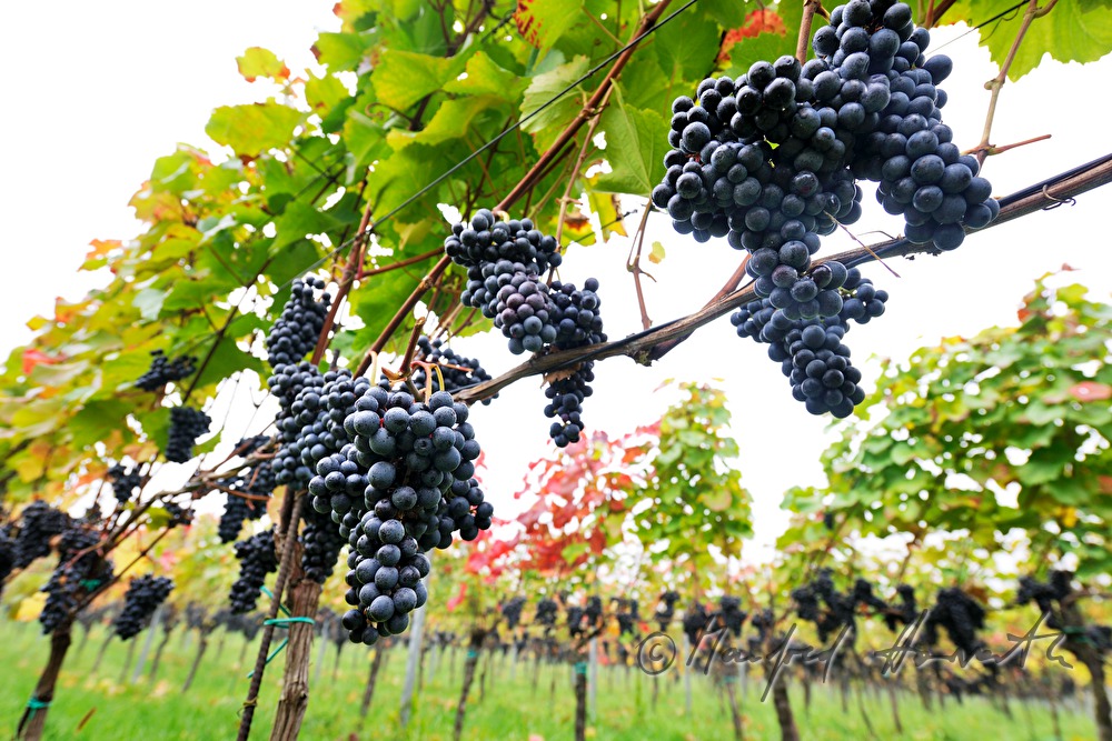 reife Trauben kurz vor der Weinlese