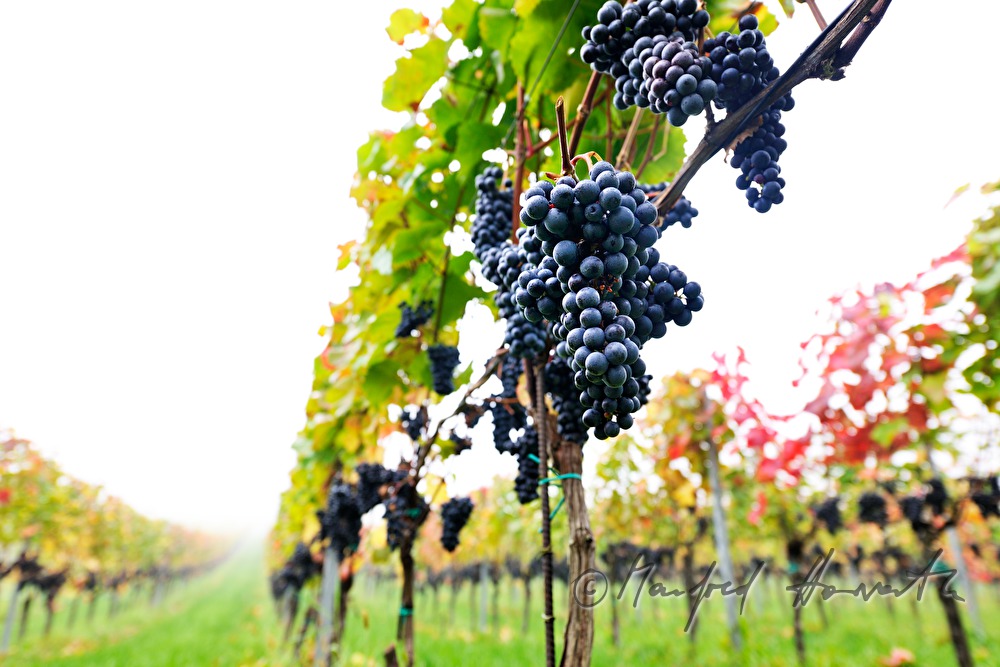 reife Trauben kurz vor der Weinlese