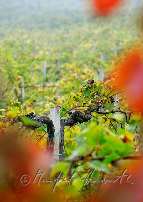 reife Trauben kurz vor der Weinlese