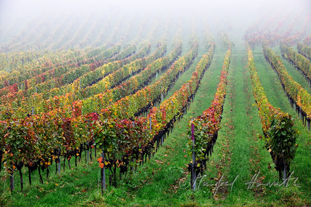 reife Trauben kurz vor der Weinlese