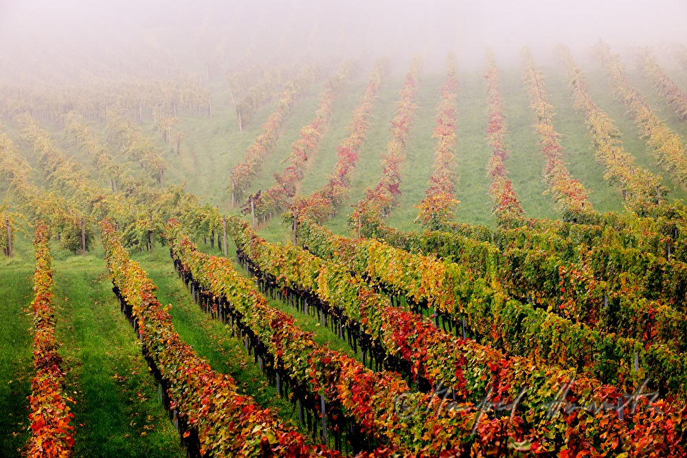 reife Trauben kurz vor der Weinlese