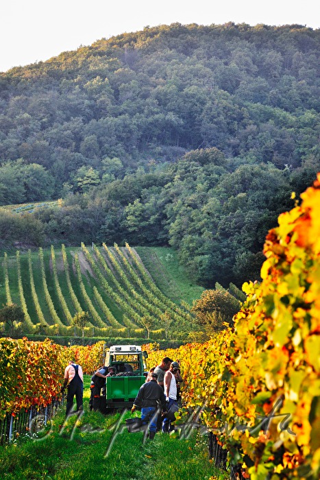 Weinlese am Südhang des Leithagebirges