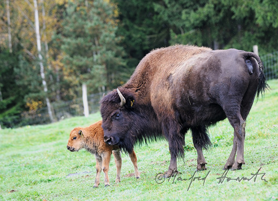 drei Tage alte Bison-Kälber