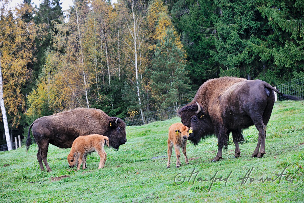 drei Tage alte Bison-Kälber