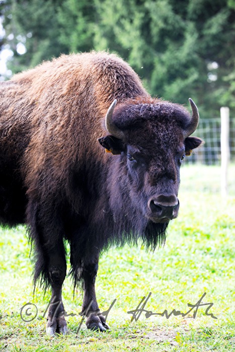 Bison auf der Weide am Waldrand
