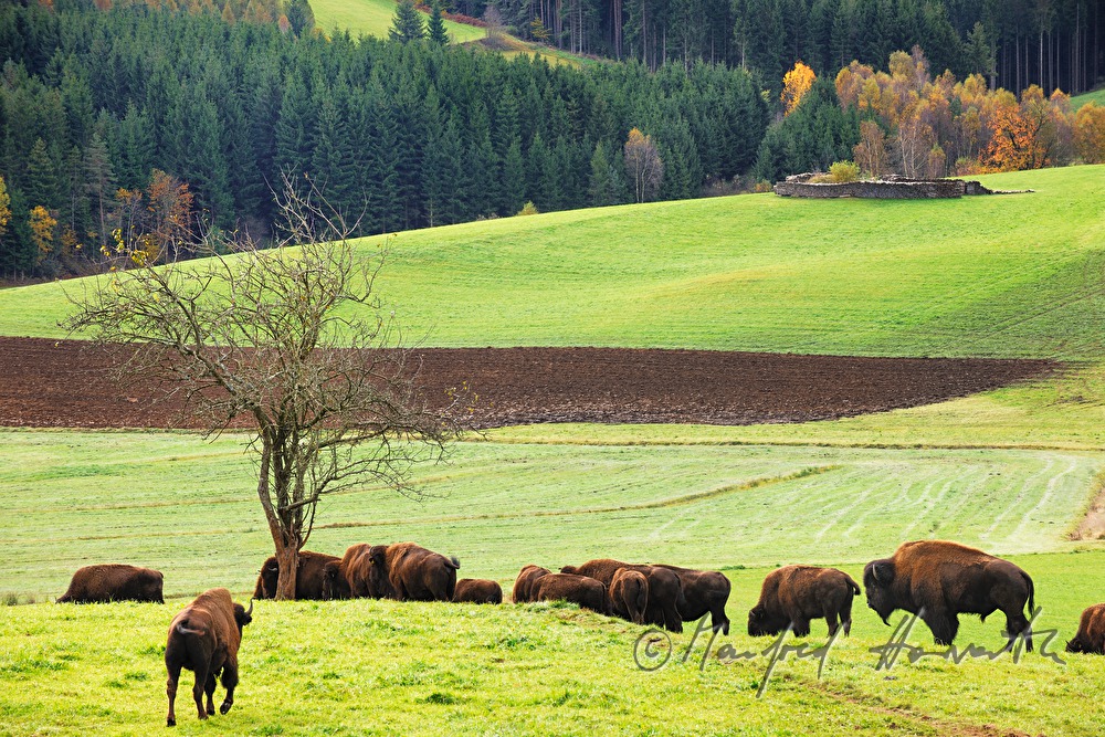 Bisons auf der Weide am Waldrand