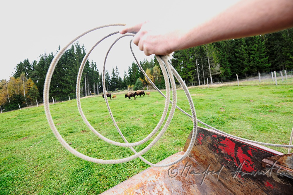 drei Tage altes Bison-Kalb wird mit dem Lasso gefangen