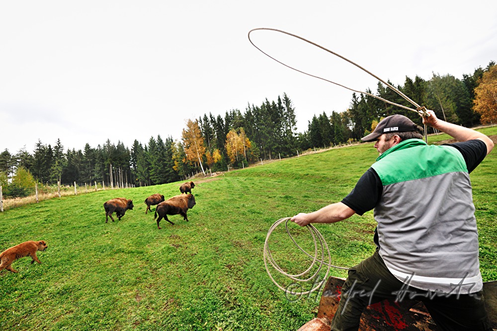 drei Tage altes Bison-Kalb wird mit dem Lasso gefangen