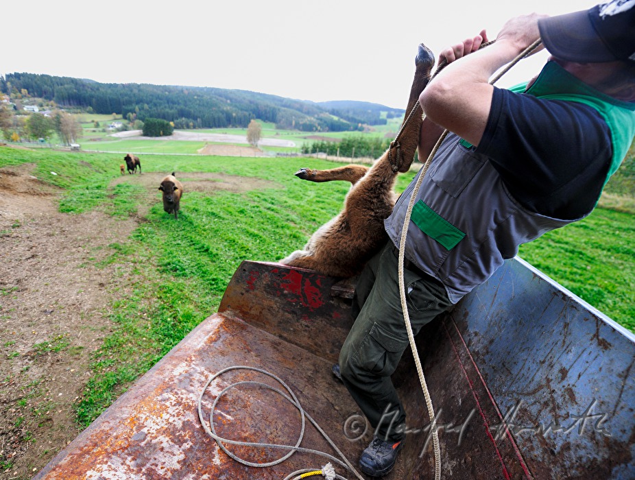 drei Tage altes Bison-Kalb wird mit dem Lasso gefangen
