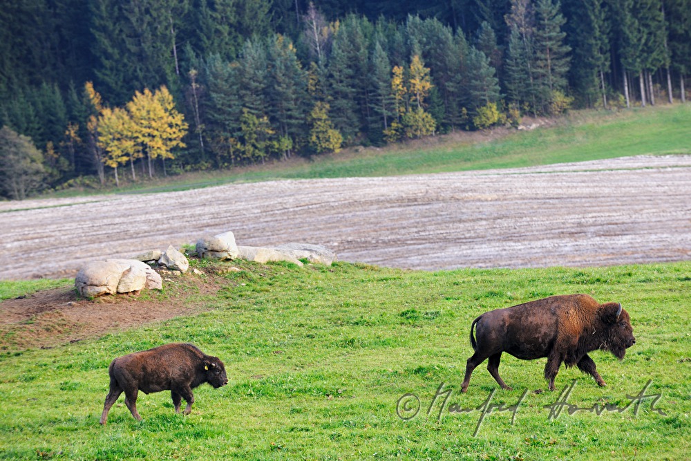 Bisons auf der Weide am Waldrand