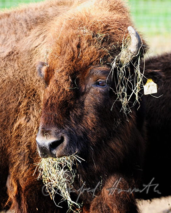 Bison frisst Heu von der Futteranlage
