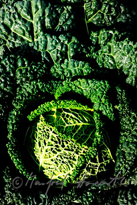 Detail eines Kohls im Feld