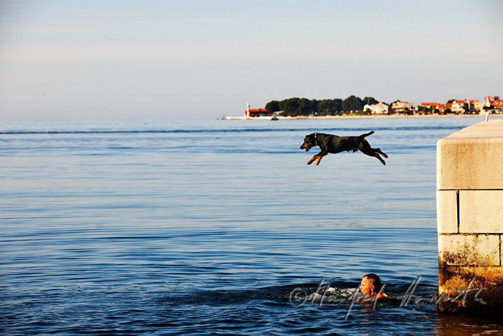 Schwimmer und Hund am Hafen