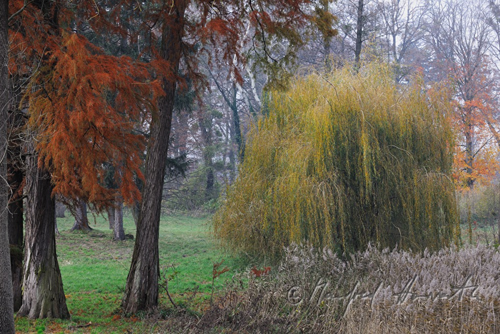 Herbstfarben im Englischen Landschaftspark