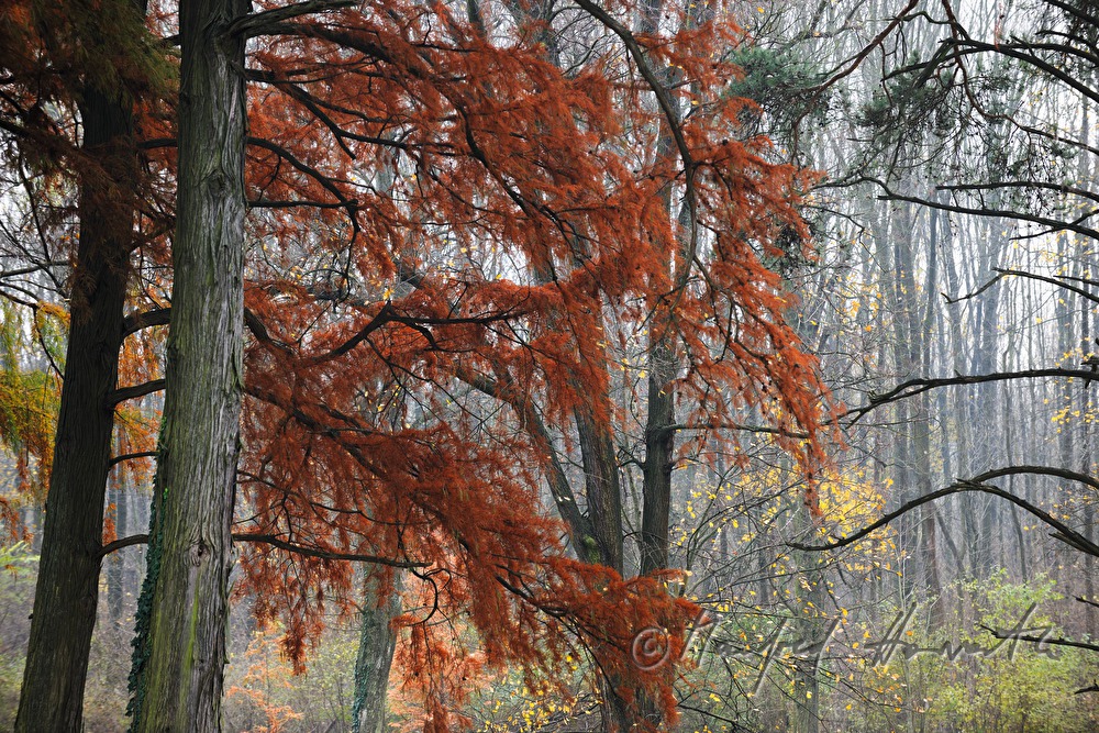 Herbstfarben im Englischen Landschaftspark