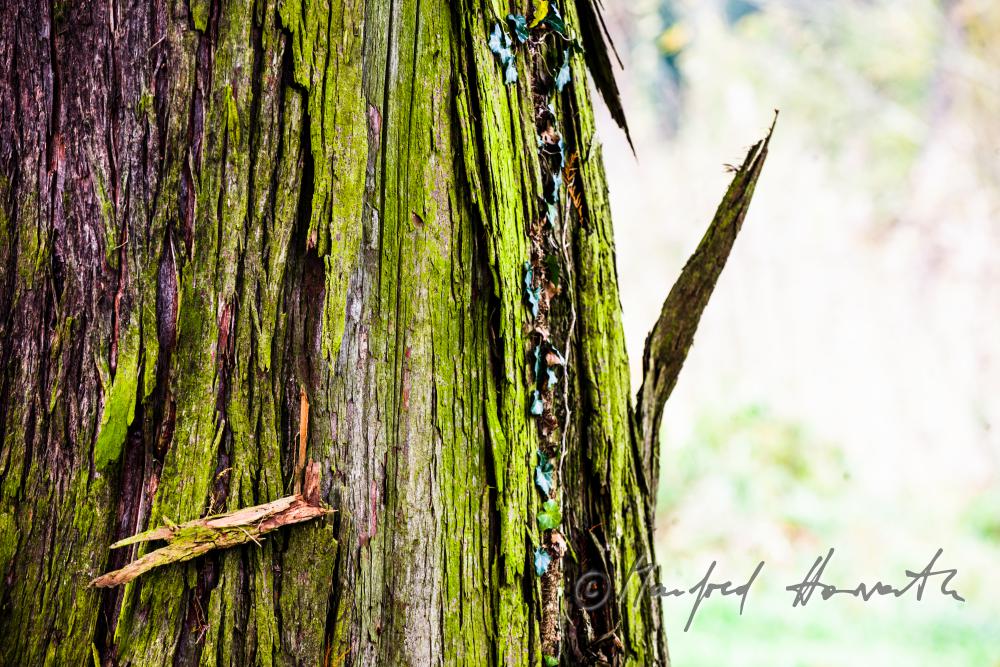 Herbstfarben im Englischen Landschaftspark