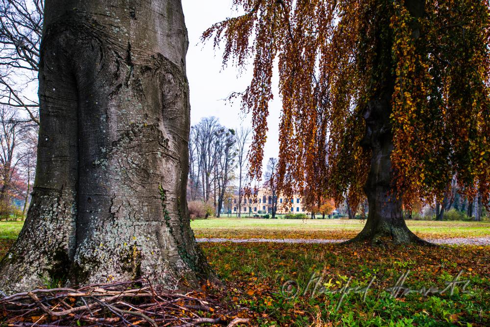 Herbstfarben im Englischen Landschaftspark