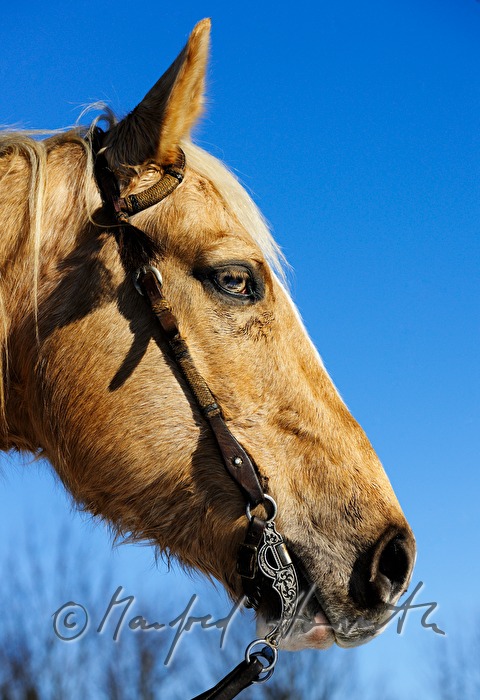 American Quarter Horse mit Western-Zaumzeug
