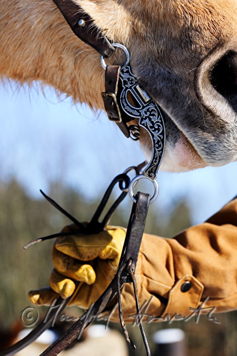 American Quarter Horse mit Western-Zaumzeug