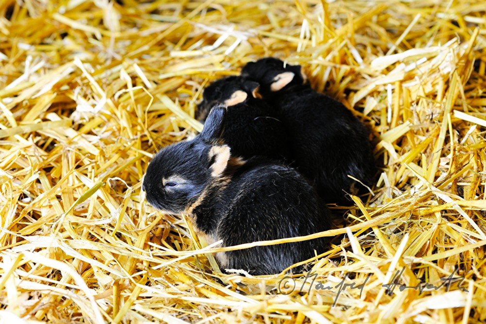 junges Kaninchen im Aufzuchtgehege