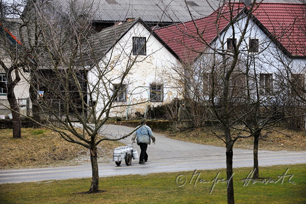 Bauer mit Milch-Wagen auf dem Weg zu seinem Hof