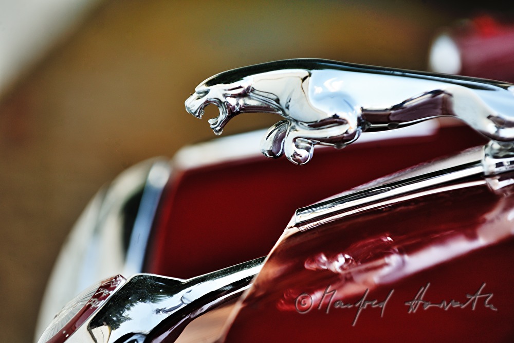 Jaguar-Logo auf der Motorhaube eines MK2