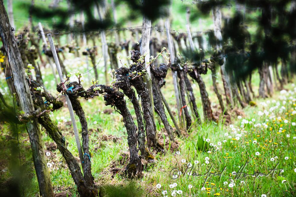 Weingarten mit jungen Trieben im Frühling