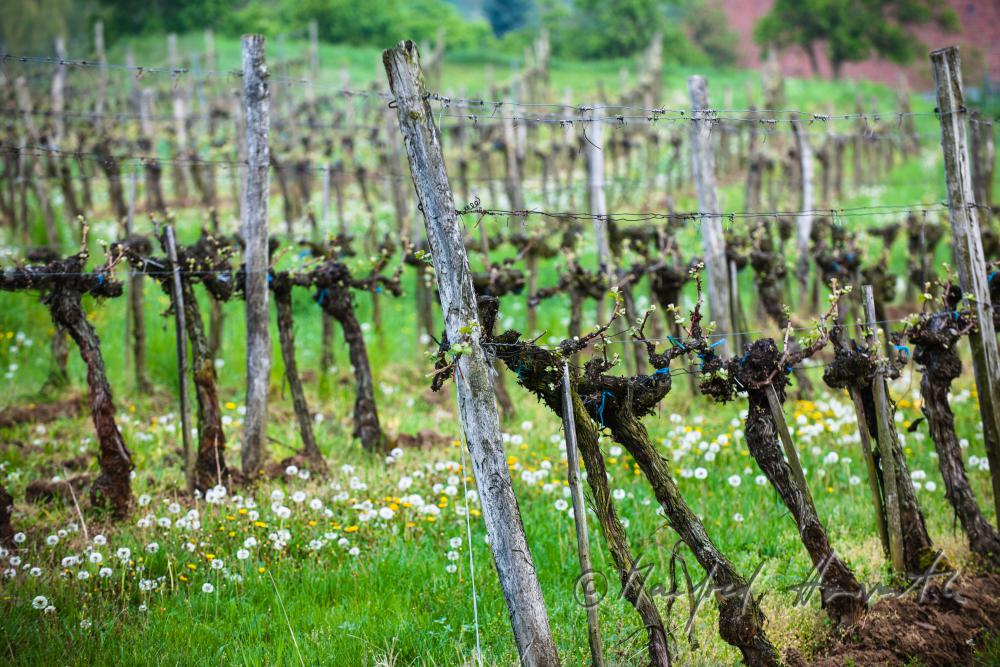 Weingarten mit jungen Trieben im Frühling