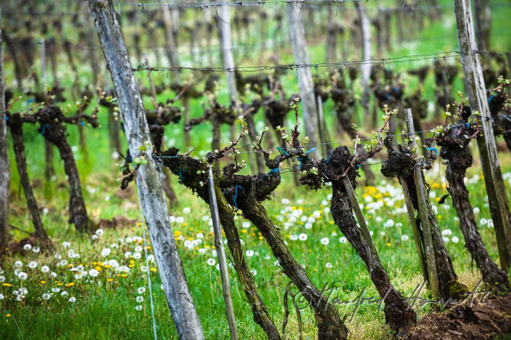 Weingarten mit jungen Trieben im Frühling