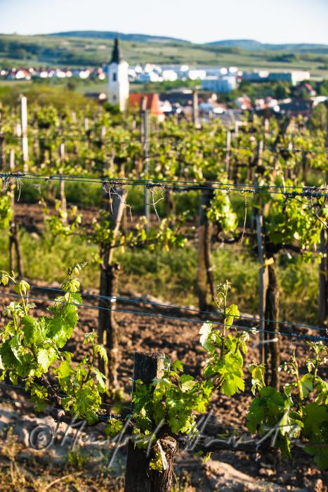 Weingarten mit jungen Trieben im Frühling