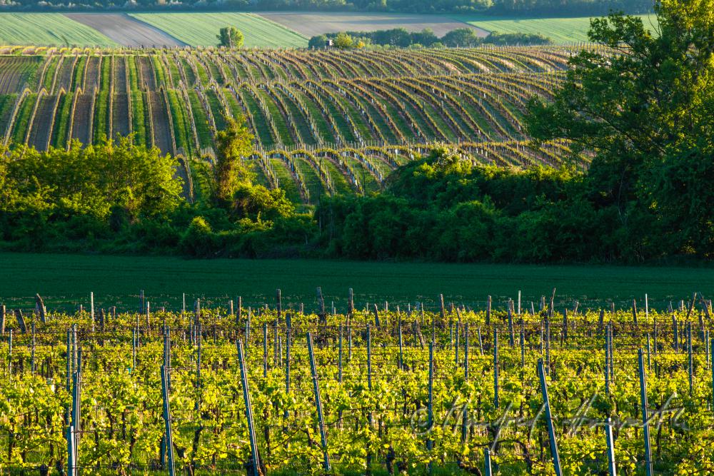 rollende Landschaft mit Weingärten