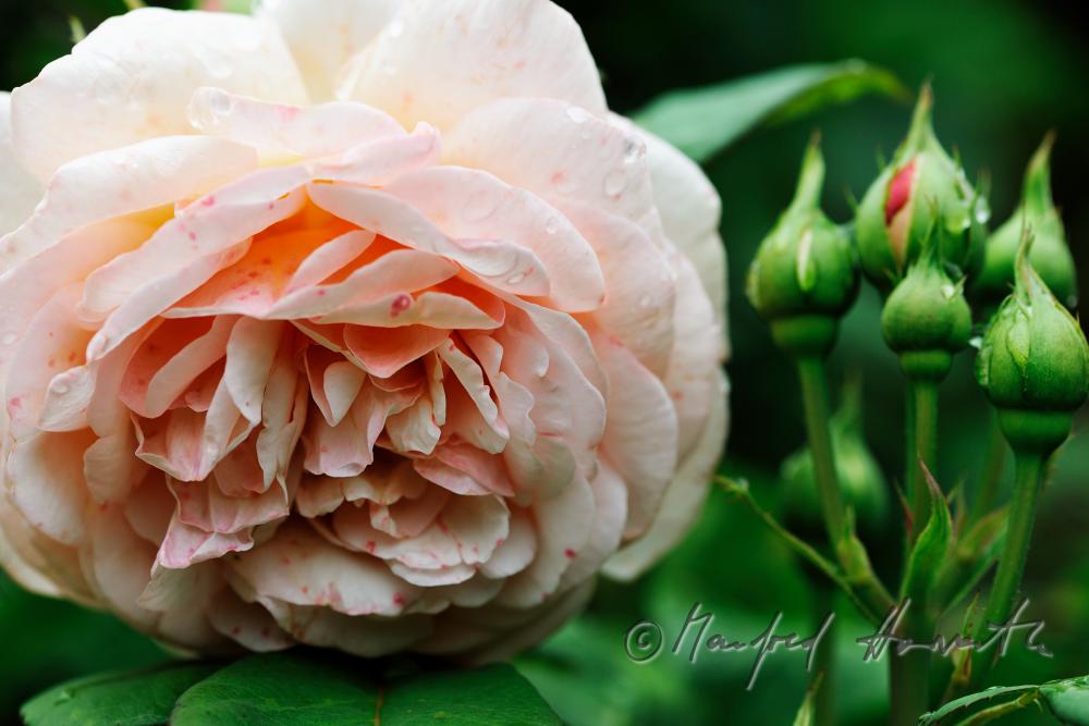 blühende englische Rose 