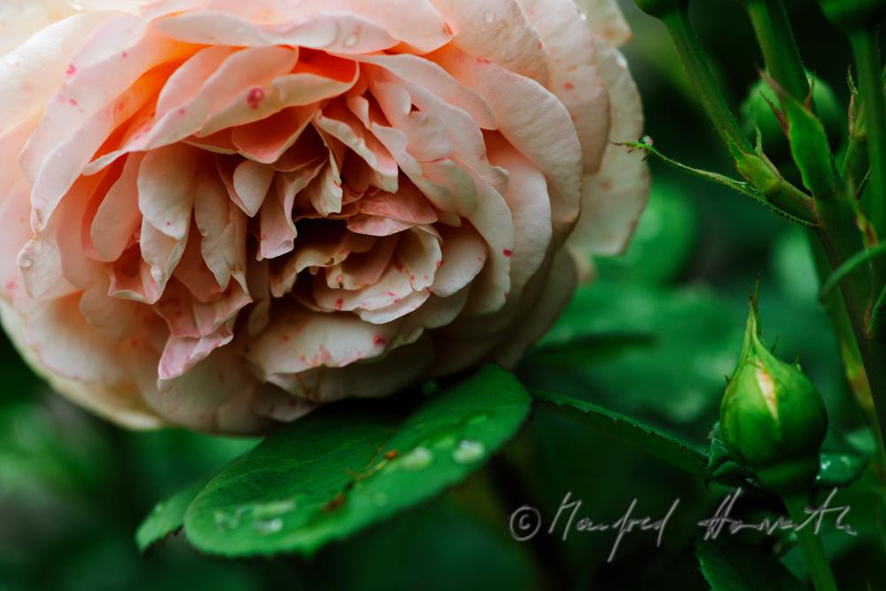 blühende englische Rose 