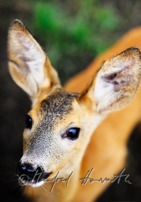 junges Reh (Bambi)