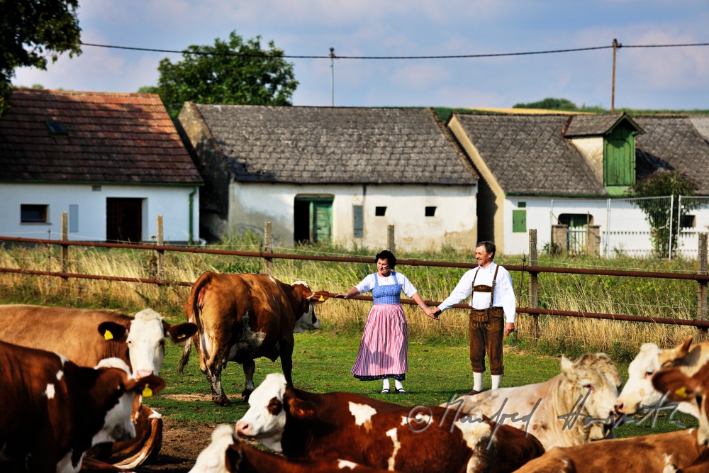 Bauern mit Rindern in Weinviertler Tracht