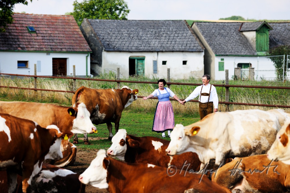 Bauern mit Rindern in Weinviertler Tracht