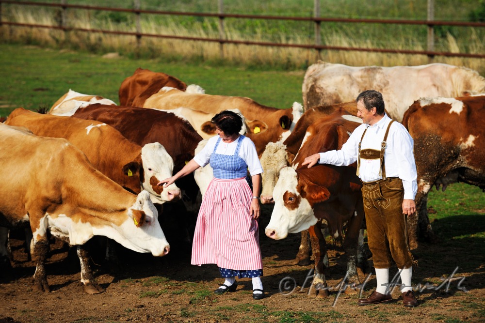 Bauern mit Rindern in Weinviertler Tracht