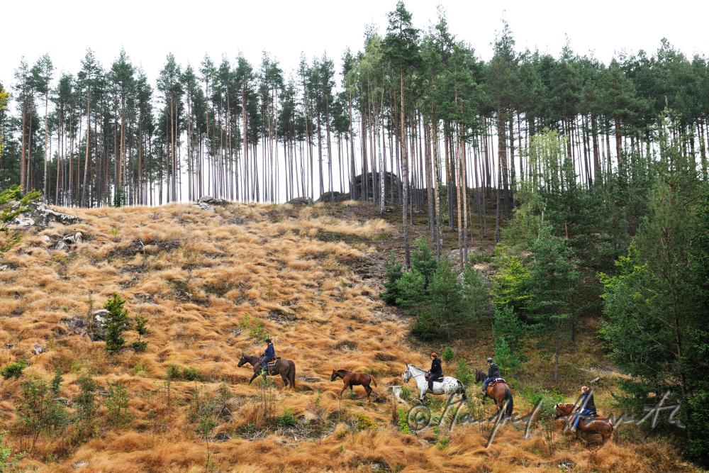 Gruppe von Reitern quert eine Waldlichtung