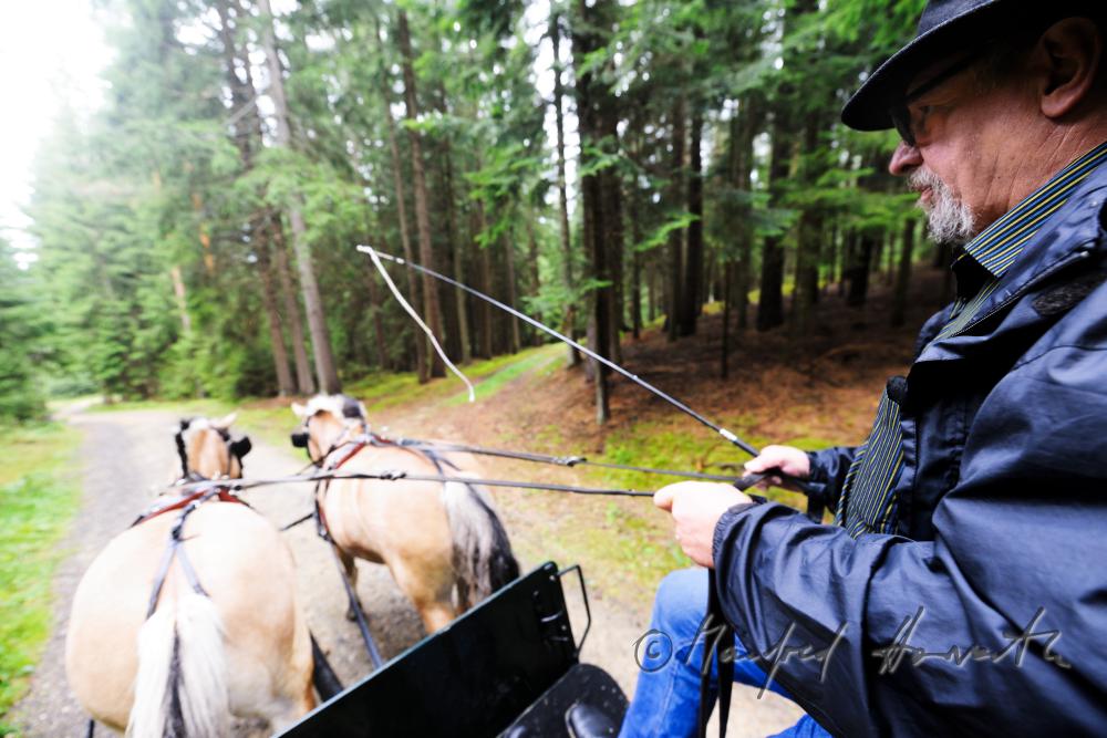 Kutscher lenkt sein Zweiergespann über einen Forstweg