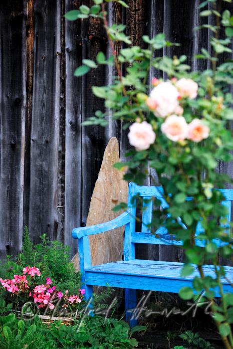 blühende englische Rose 