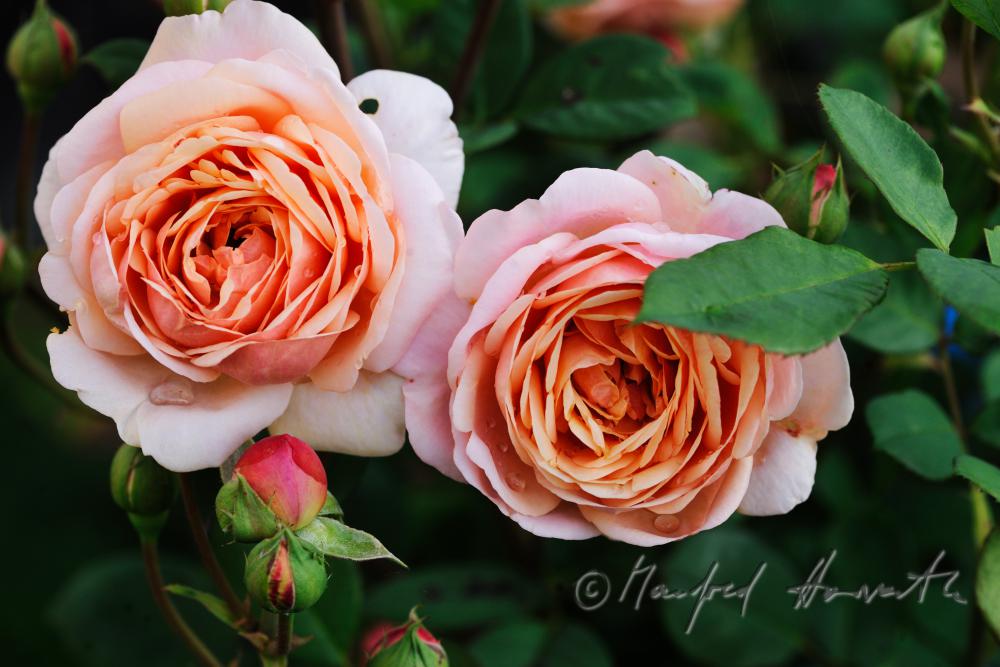 blühende englische Rose 
