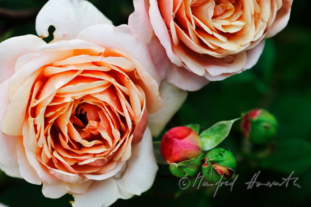blühende englische Rose 