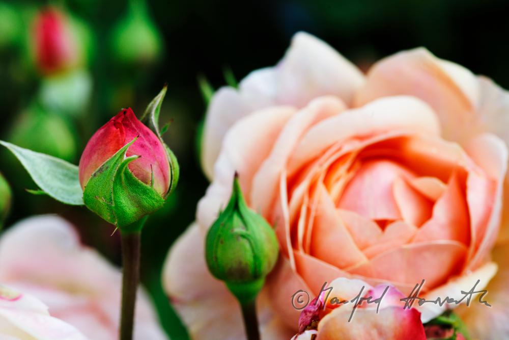 blühende englische Rose 