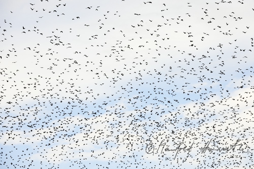 ein Schwarm Stare fliegt über einen Weingarten