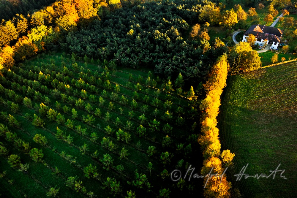 Obstbaumgarten am Rande eines Waldes