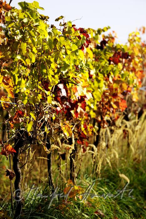 herbstlich verfärbte Blätter und Weinstock